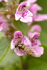 Image showing Flower fly