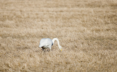 Image showing Swan