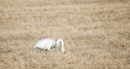 Image showing Swan