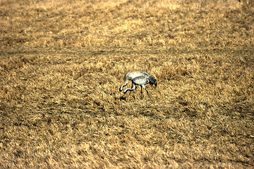 Image showing Grus grus