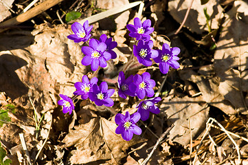 Image showing Anemone