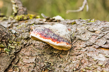 Image showing Mushroom