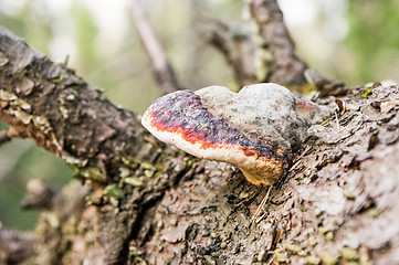 Image showing Mushroom