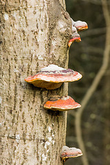 Image showing Mushrooms