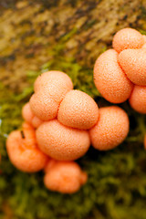 Image showing Mushrooms