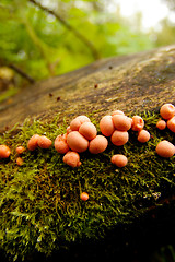 Image showing Mushrooms