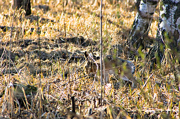 Image showing Hare