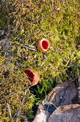 Image showing Mushrooms