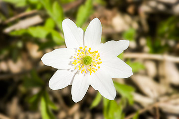 Image showing Anemone