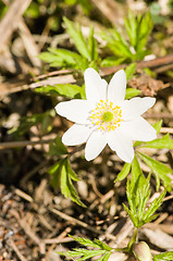 Image showing Anemone