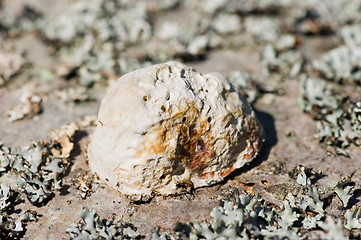 Image showing Mushroom