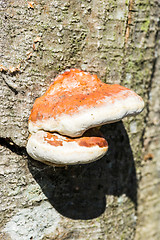 Image showing Mushroom