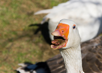 Image showing Goose