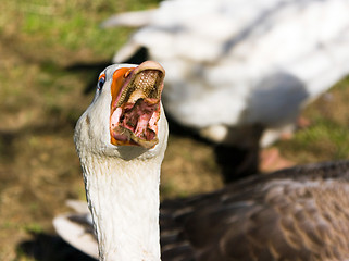 Image showing Killer goose