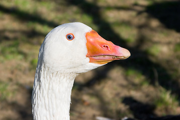 Image showing Goose