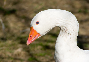 Image showing Goose