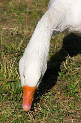 Image showing Goose