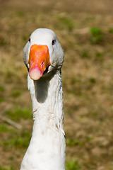 Image showing Goose