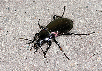 Image showing Beetle