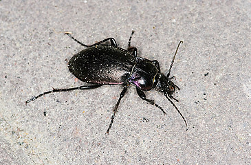 Image showing Beetle