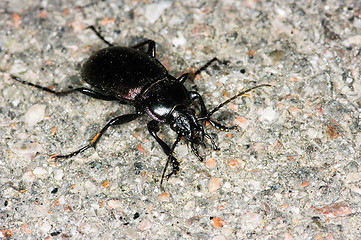 Image showing Beetle