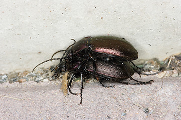 Image showing Beetle