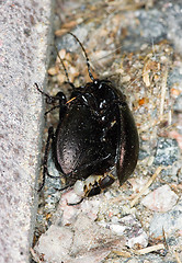 Image showing Beetle