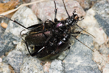 Image showing Beetles