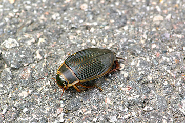 Image showing Dytiscus marginalis