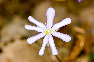 Image showing Anemone