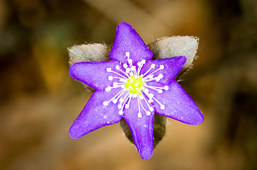 Image showing Anemone