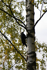 Image showing Woodpecker