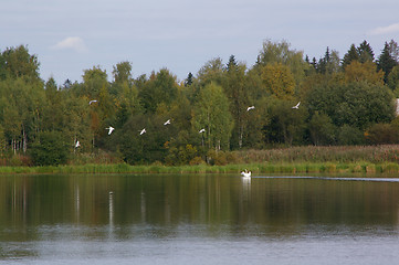 Image showing Swans