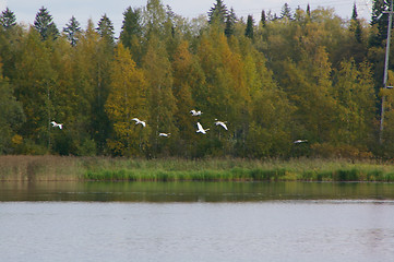 Image showing Swans