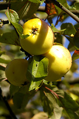 Image showing Apples