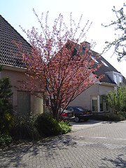 Image showing Pink tree