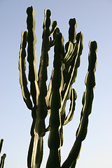 Image showing Cactus