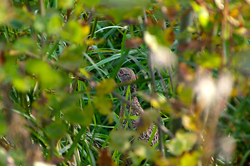 Image showing Pheasant