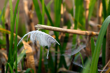 Image showing Feather