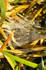 Image showing Spider's web