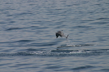 Image showing Dolphin jumping