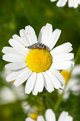 Image showing Ladybug maggot