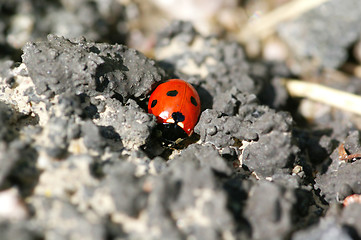 Image showing Ladybug