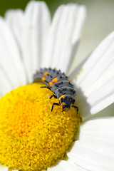 Image showing Ladybug maggot