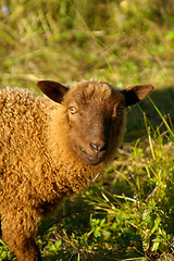 Image showing Sheep