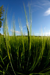 Image showing Wheatfield