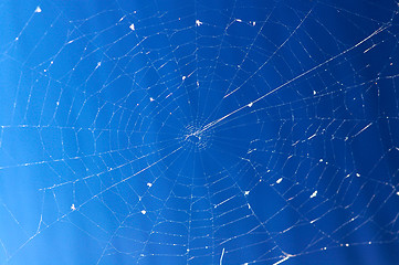 Image showing Spider's web