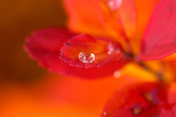 Image showing Water droplets