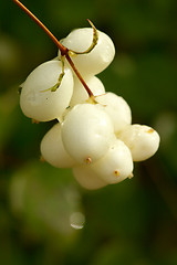 Image showing Symphoricarpos