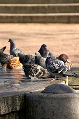 Image showing Columba palumbus